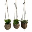 PLANTE DECORATIVE A SUSPENDRE