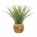 HERBE DANS CACHE POT TRESSE