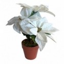 POT PVC + POINSETTIA 3 FLEURS