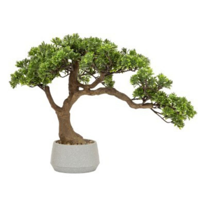 BONSAI DANS POT EN CERAMIQUE