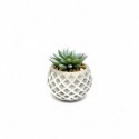 SUCCULENTS POT EN