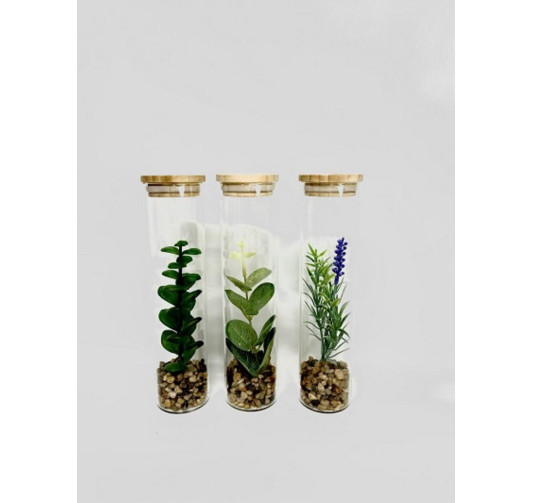 PLANTE DANS TUBE EN VERRE︱Lory