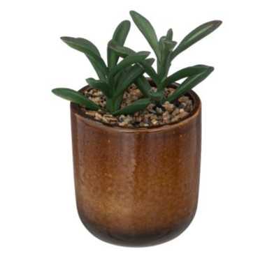 PLANTE DANS SON POT EN︱Lory