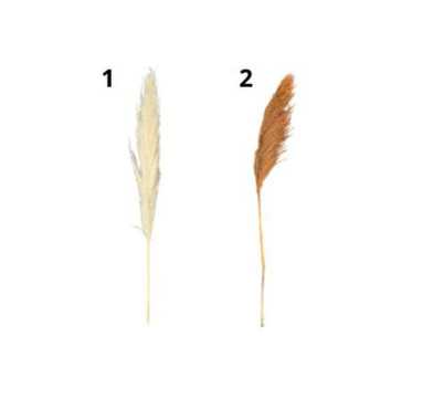 TIGE DE ROSEAUX SECHE 130CM︱Lory