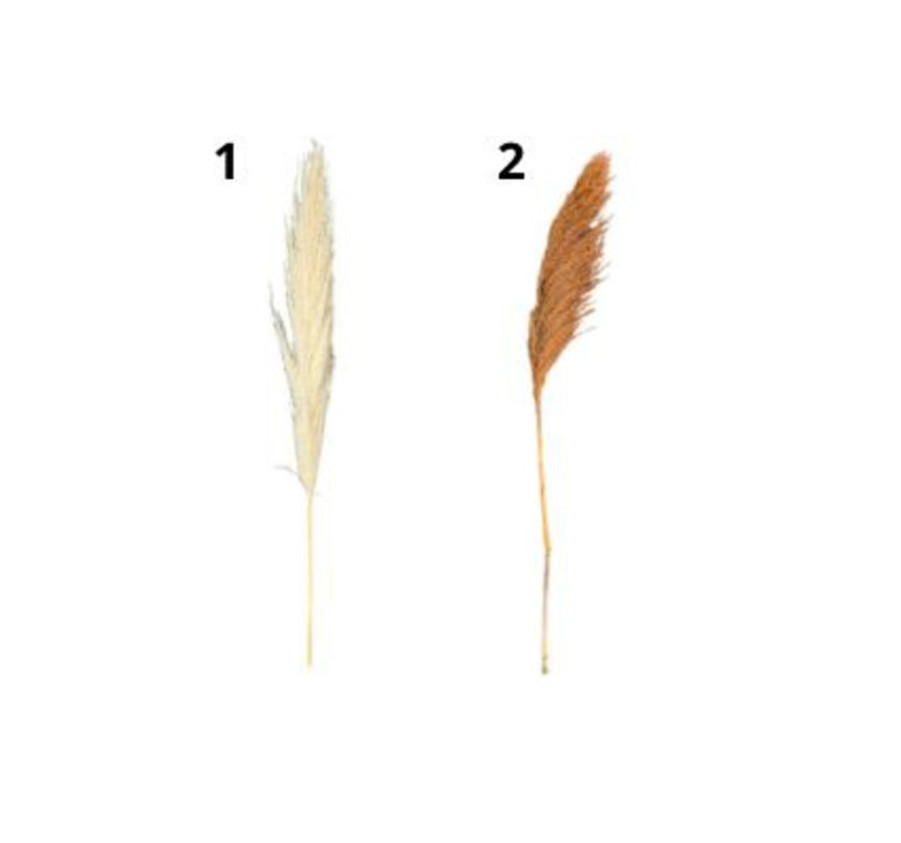 TIGE DE ROSEAUX SECHE 130CM