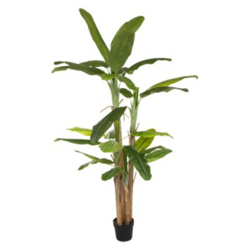 POT AVEC BANANIER 4 TRONCS︱Lory