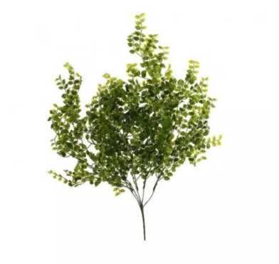 BRANCHE DE FEUILLAGE︱Lory