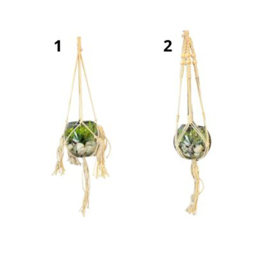 PLANTE A SUSPENDRE AVEC CORDE