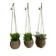 PLANTE DECORATIVE A SUSPENDRE