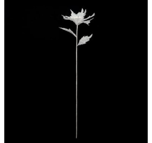 BRANCHE POINSETTIA BLANC