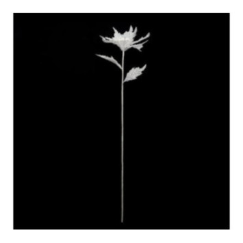 BRANCHE POINSETTIA BLANC