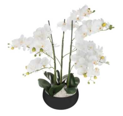 ORCHIDEE DANS SON POT