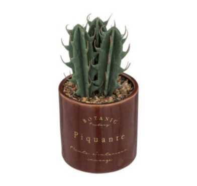 PLANTE DANS SON POT EN