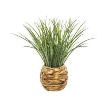 HERBE DANS CACHE POT TRESSE