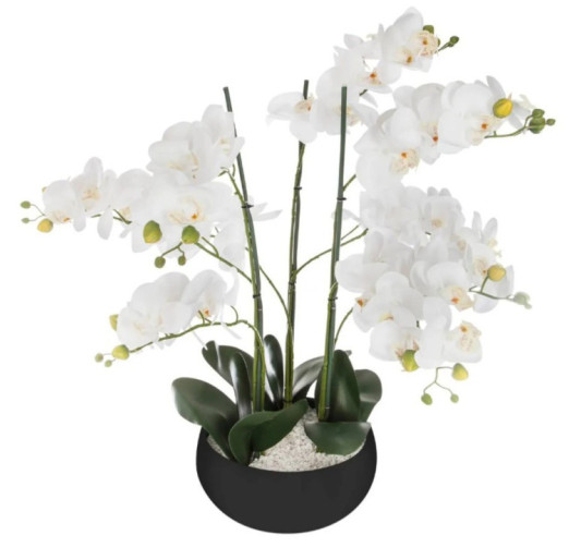 ORCHIDEE DANS SON POT