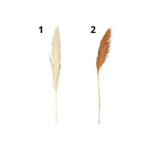 TIGE DE ROSEAUX SECHE 130CM